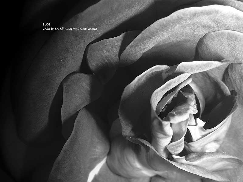 black and white photography roses. Bed of Roses, 5.0 out of 5