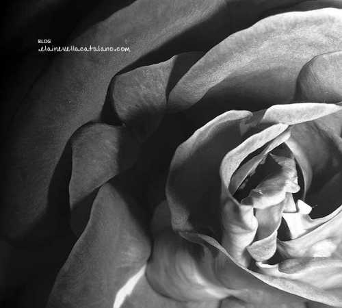 Flower photo