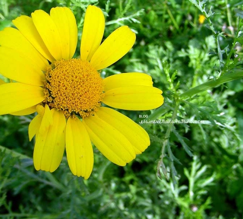 Flower photography