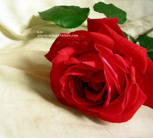 Flower photography