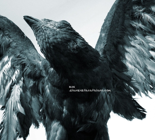 Animal / Object photography