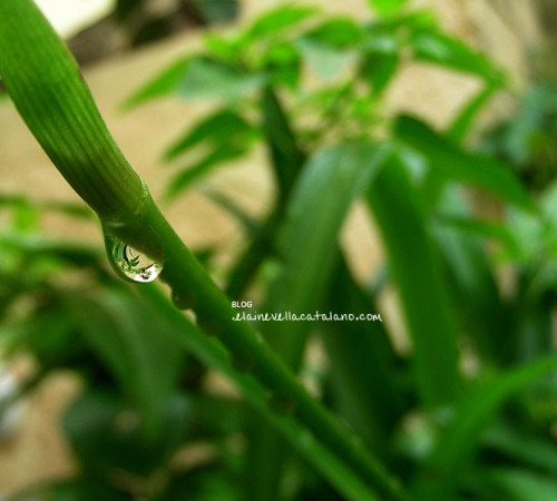 Flower photography