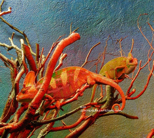 Animal photography