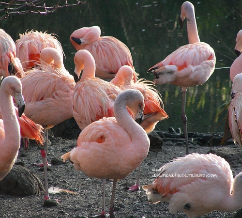 Animal photography