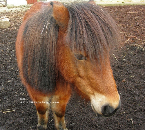 Animal photography