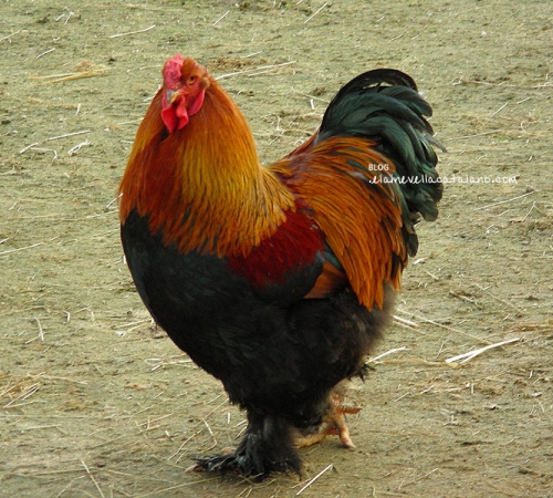 Animal photography