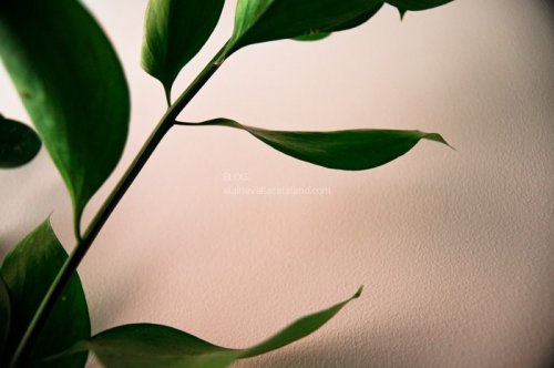 Plant Photography