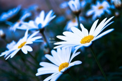 Flower photography