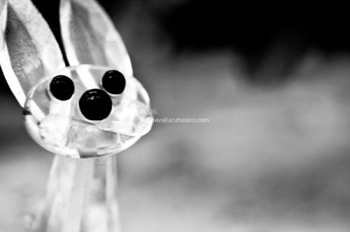 Macro photos