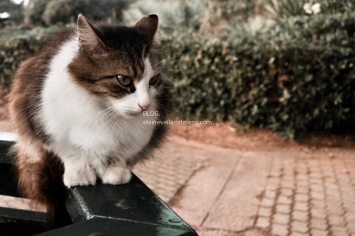 Cat photographs