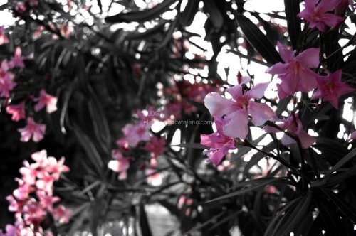 Flower photography