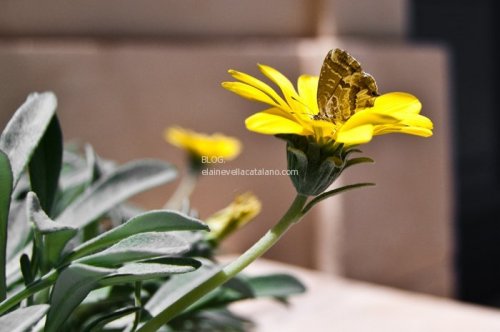 Butteryfly pictures