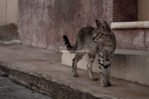 Cat photos