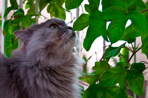 Cat photography