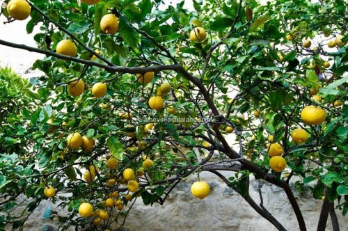 Lemon tree photo