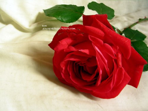 Flower photography