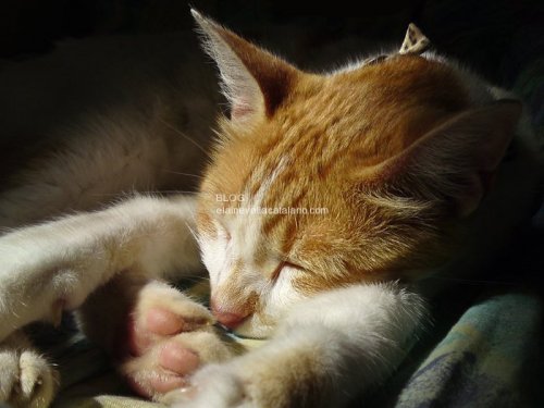 Cat photography