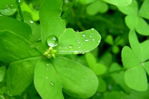 Water on flower photo