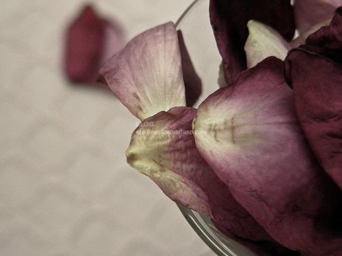 Flower photography
