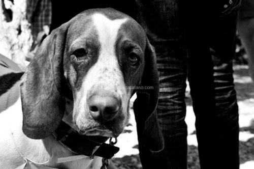 Dog photography