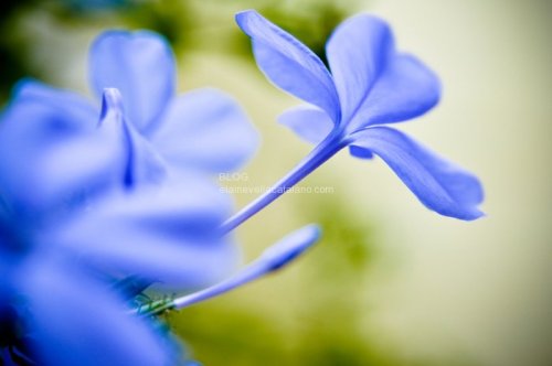 Flower photography