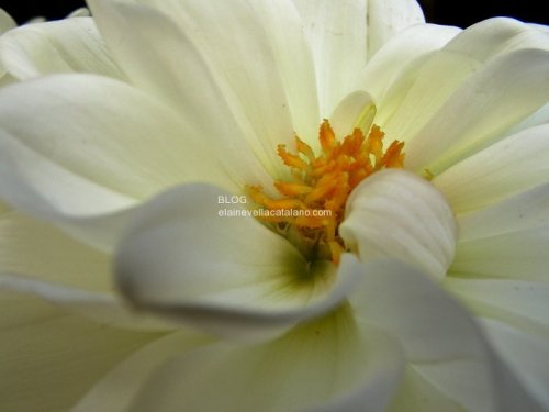 Flower Photography