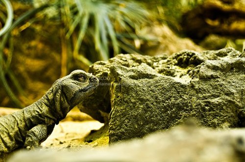 Reptile animal photography