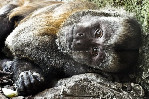 Animal photography