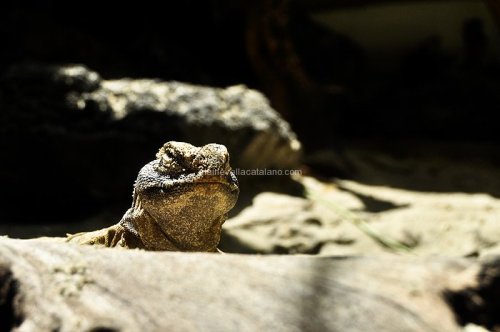 Reptile photography