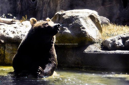 Animal photography