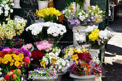 Flower street market photography