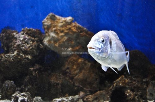 Animal photography