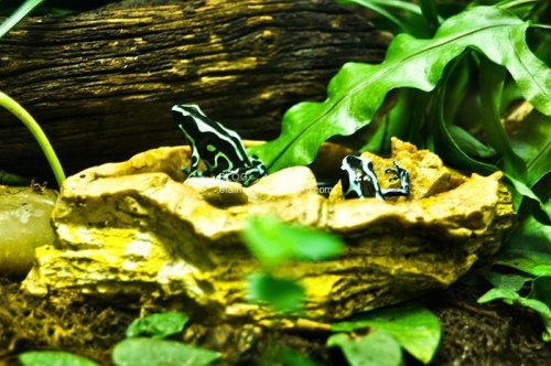 Animal photography