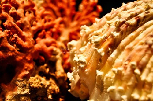 Macro photography