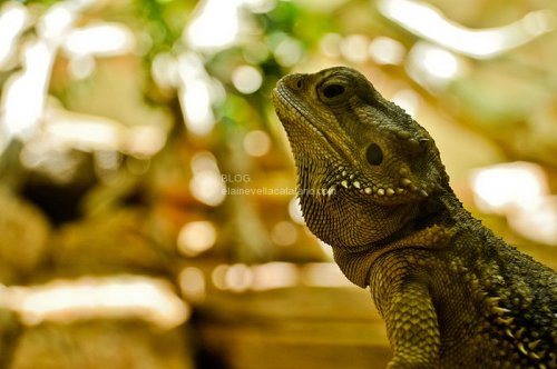 Reptile photography