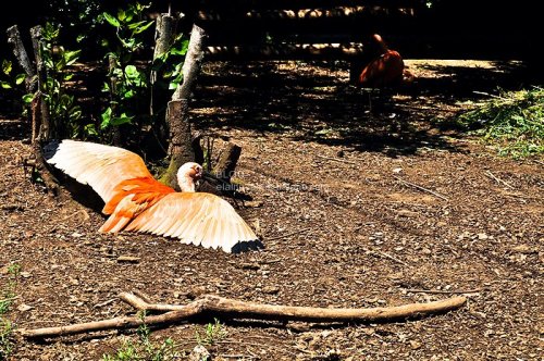 Bird photography