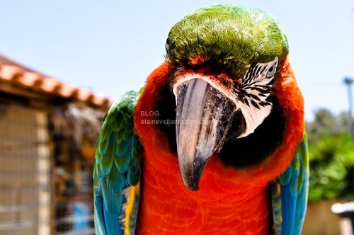 Bird photography