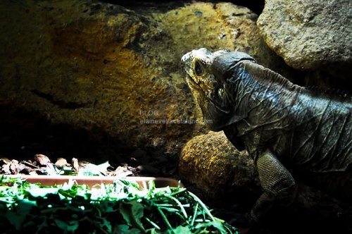 Reptile photography
