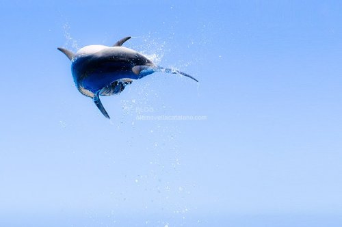 Dolphin photos