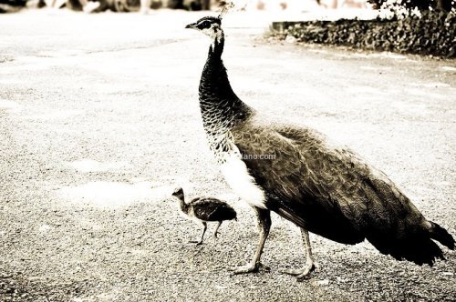Bird photography
