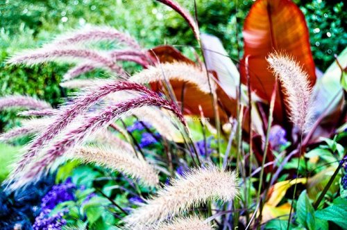 Flower photography
