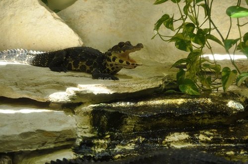 Reptile photography