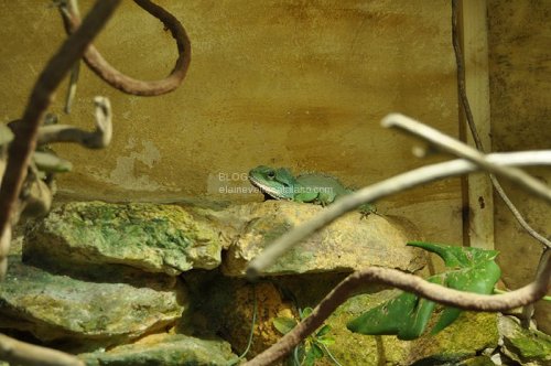 Reptile photos