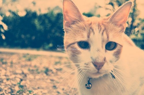 Animal Photography - Cats