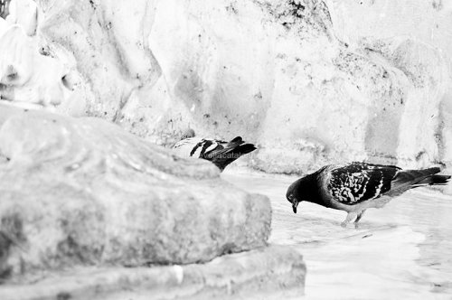 Bird photography
