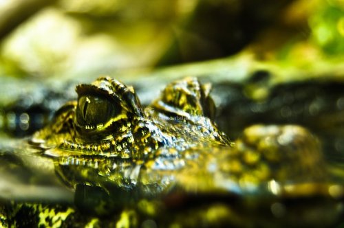 Reptile photography