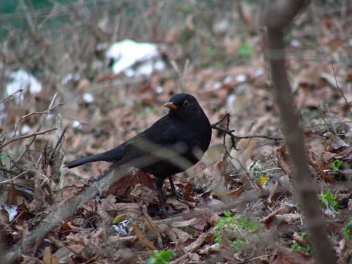 Animal photography