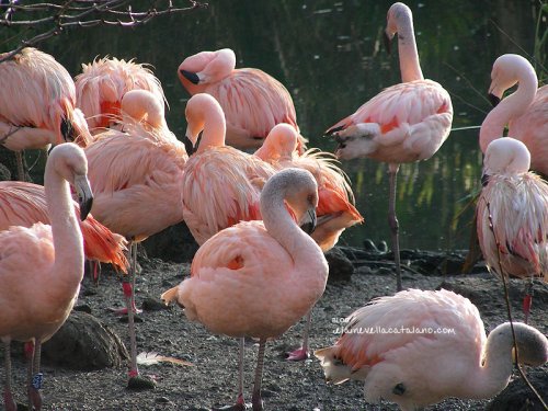 Animal photography