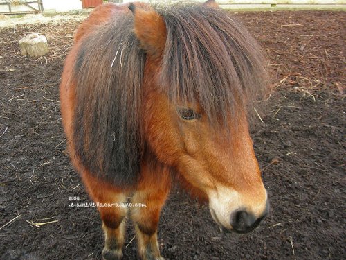 Animal photography