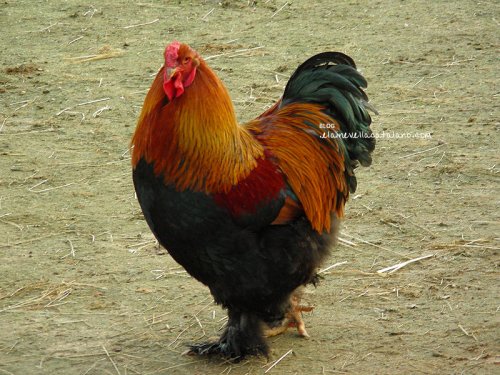 Animal photography
